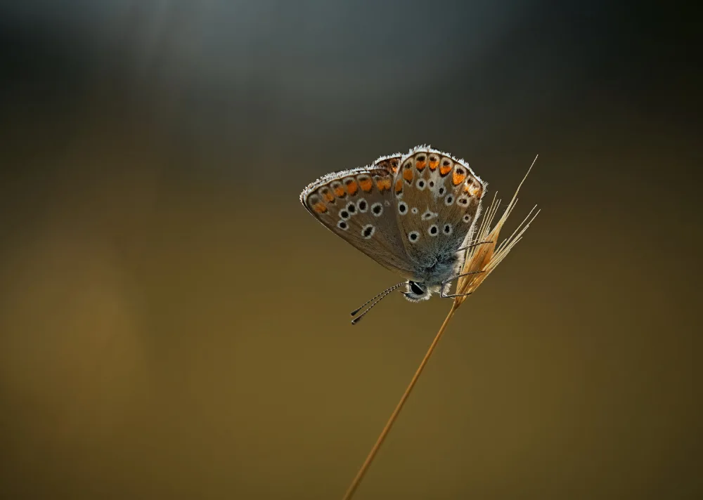 Williams, Stuart: Female Blue