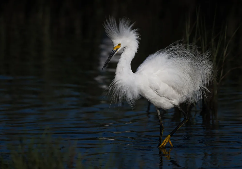 Tian, Xiaobing: Snowy Egret