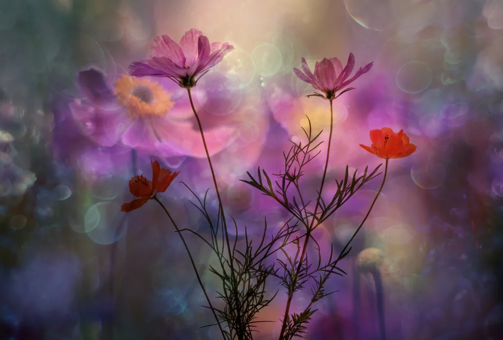 Lee, van Hilda: Cosmea