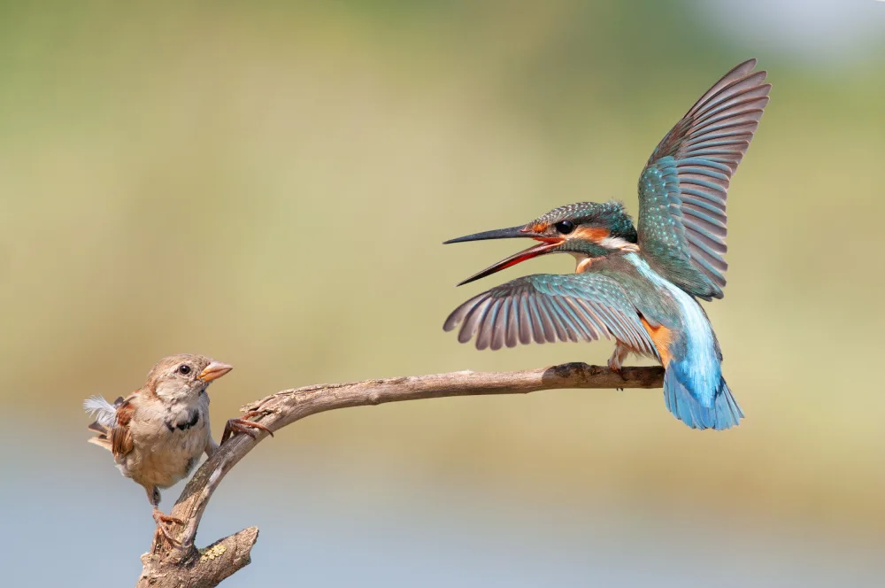 levi, nissim: kingfisher vs Sparrow