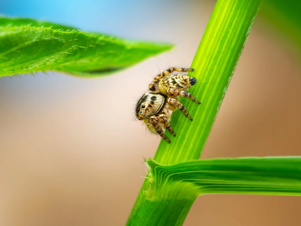 Hirai, Takiko: jumpingspider