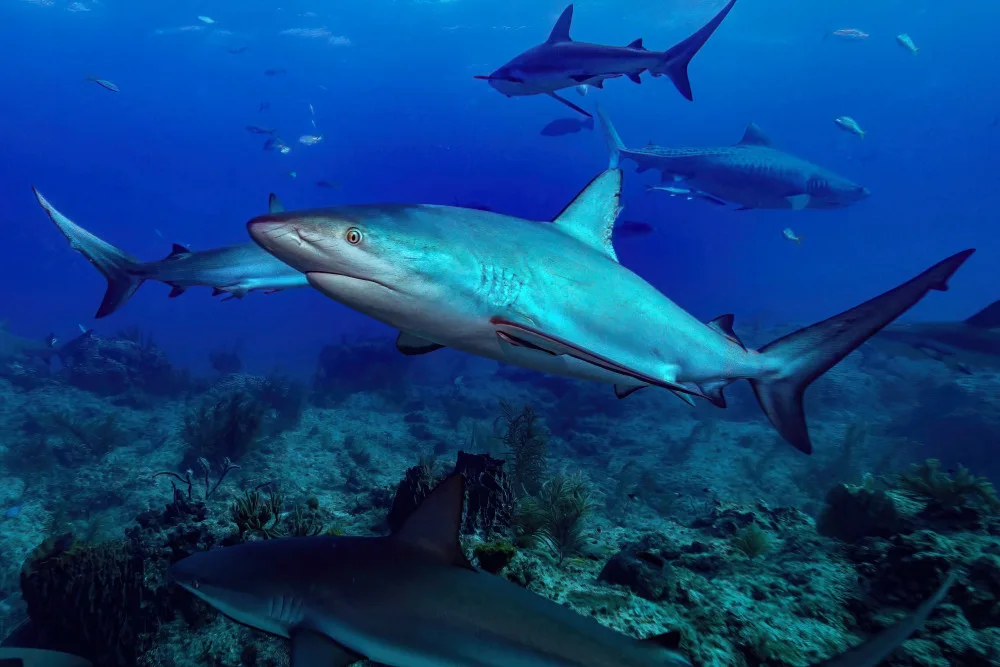 Melesan, Serge: Shark fest