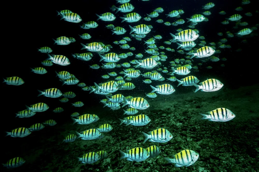 Melesan, Serge: The deep