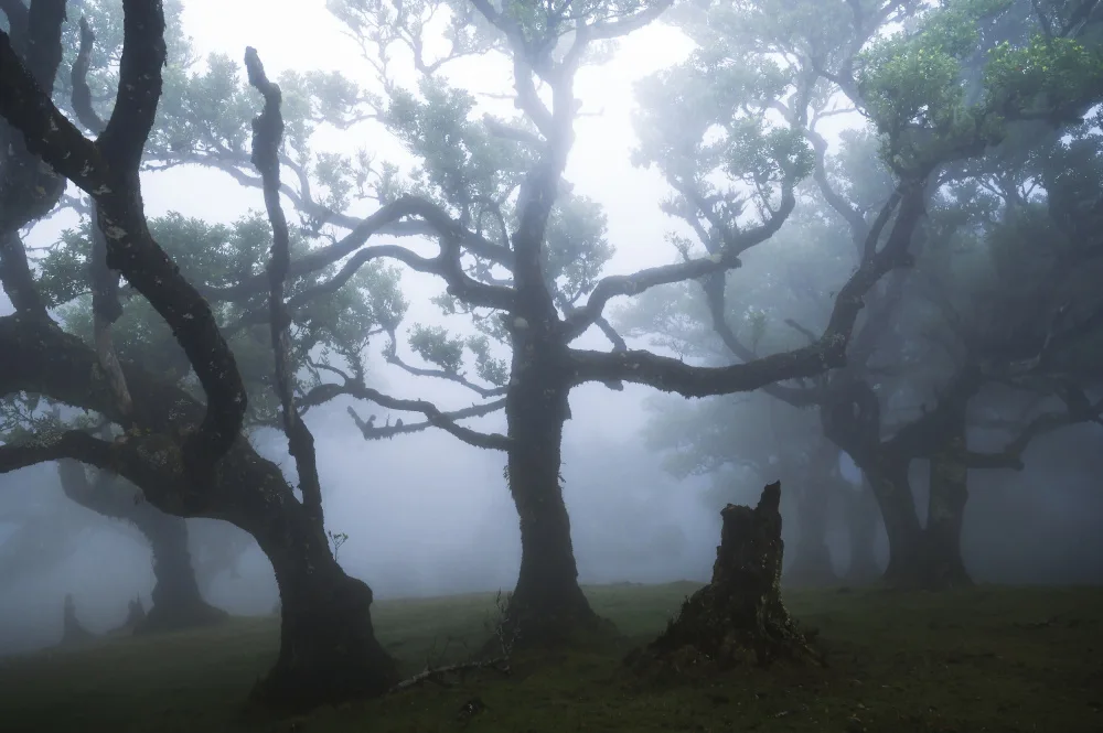 Meier, Tom: Foresta delle fate