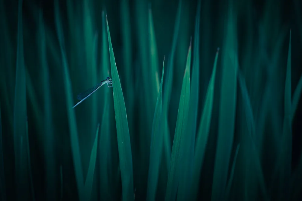 Komai, Kazuhiro: In a paddy field