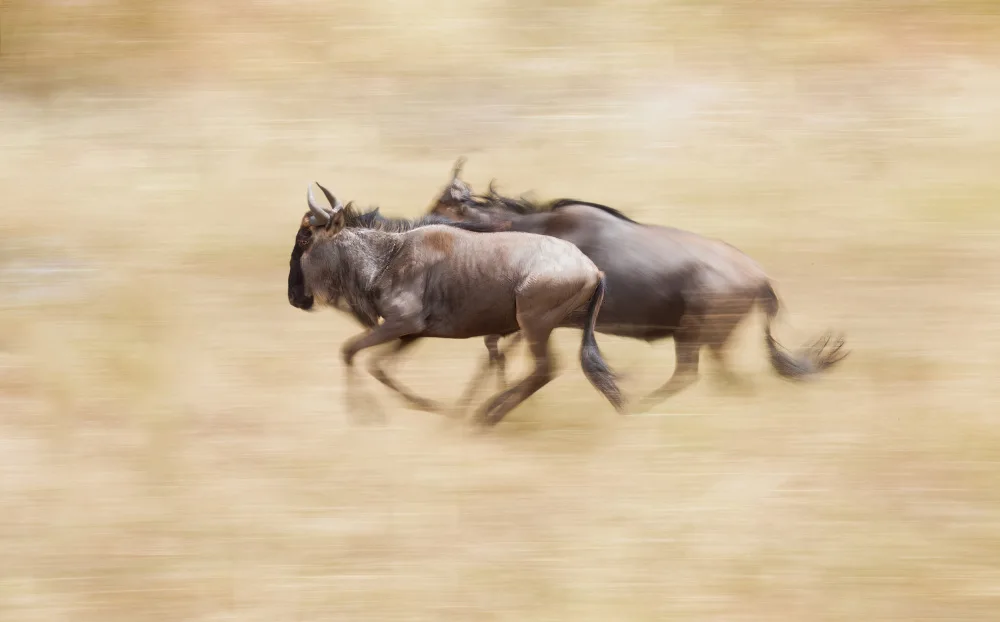 Bashlian, Raffi: Wildebeests On The Run