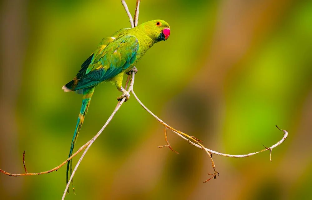Hameed, Kashif: Parrot