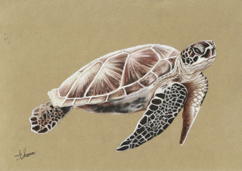 Theron, Sunet: Sea Turtle