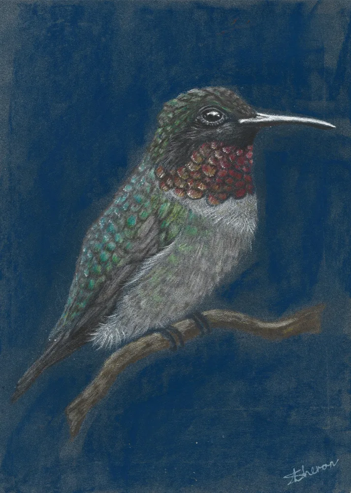 Theron, Sunet: Hummingbird
