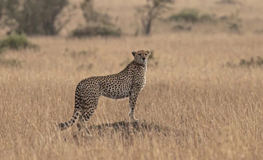 Huang, Johnson: Cheetah