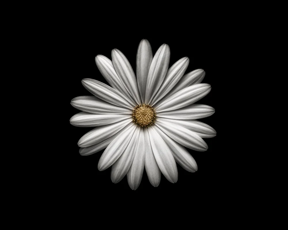 Grønkjær, Lotte: Gerbera