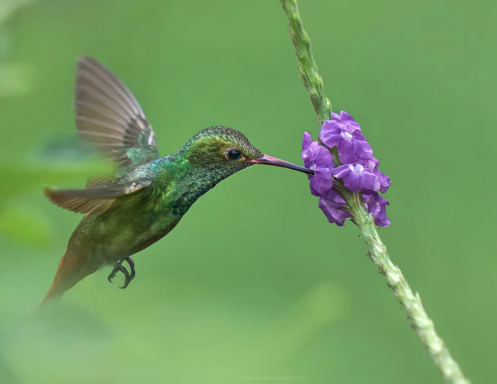 Sikand, Puneet: Rotschwanzkolibri