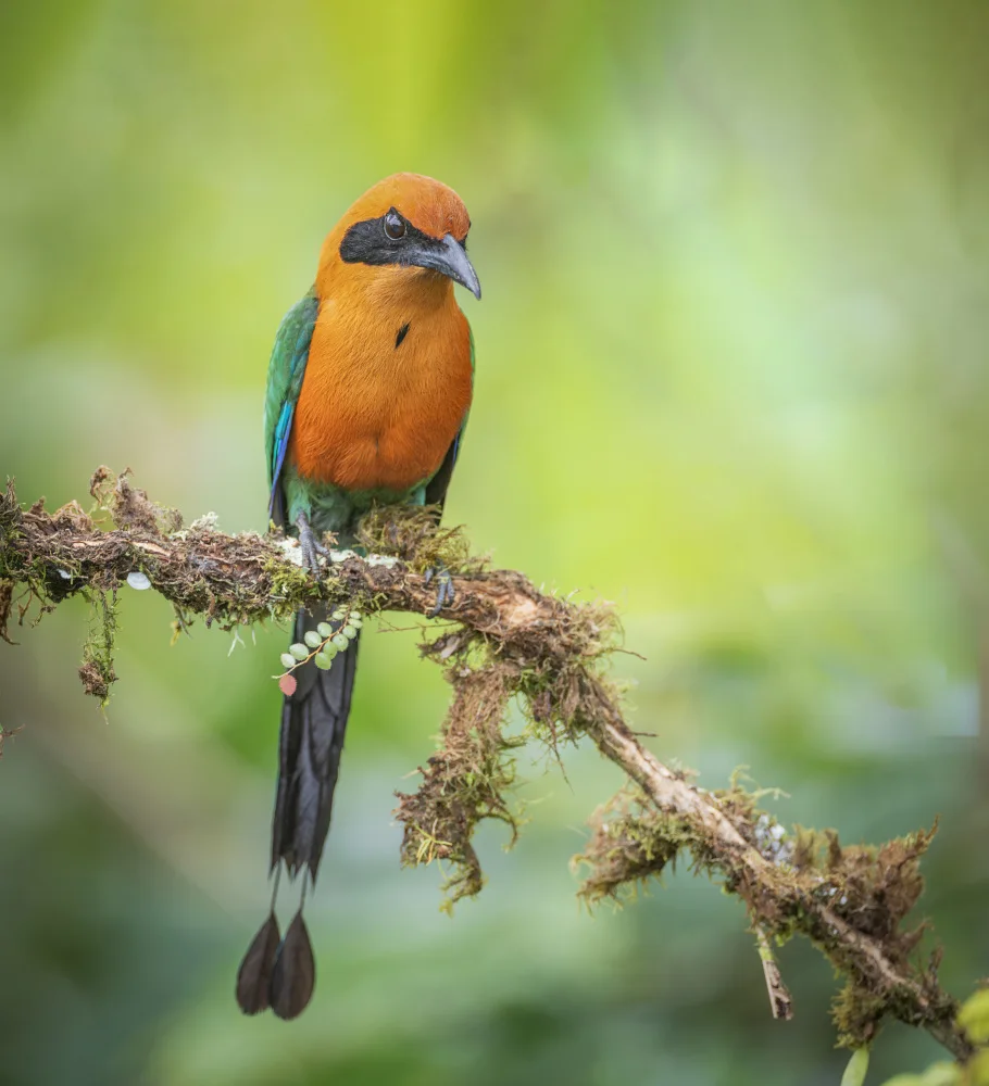 (吉星高照), Taksing: Motmot roux