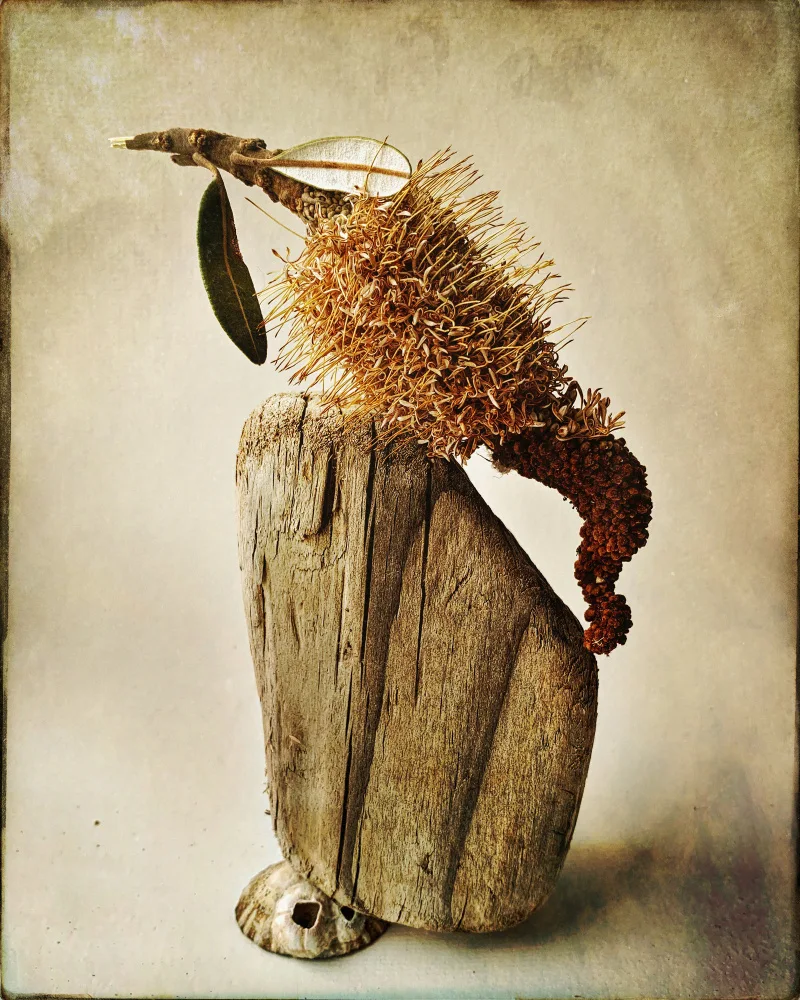 Barron, Robyn: Balance Banksia