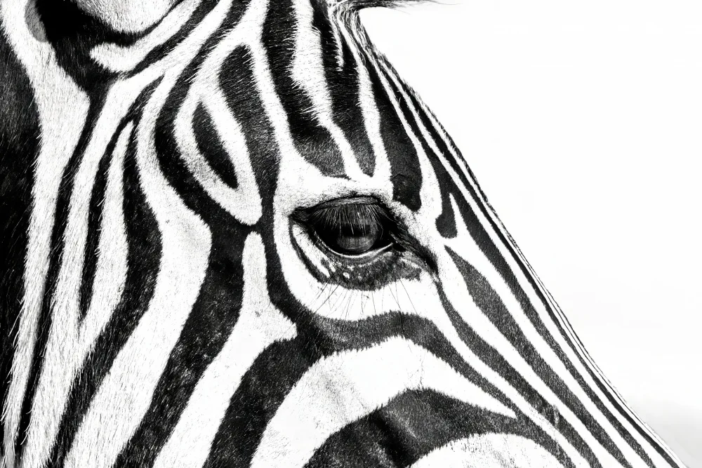 Lupton, Naomi: Zebra In Black & White
