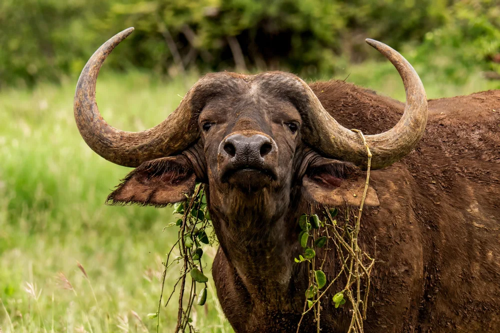 Lupton, Naomi: Hipster Buffalo