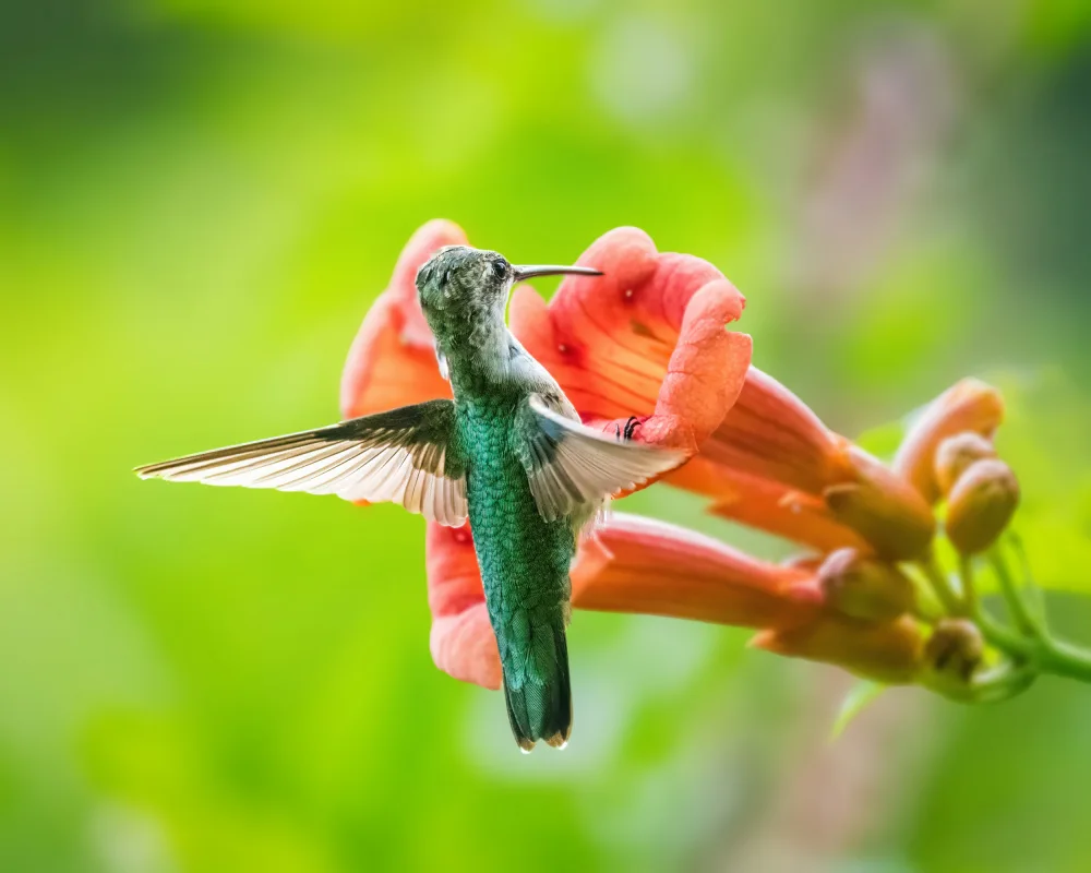 Cai, Xiao: Hummingbird