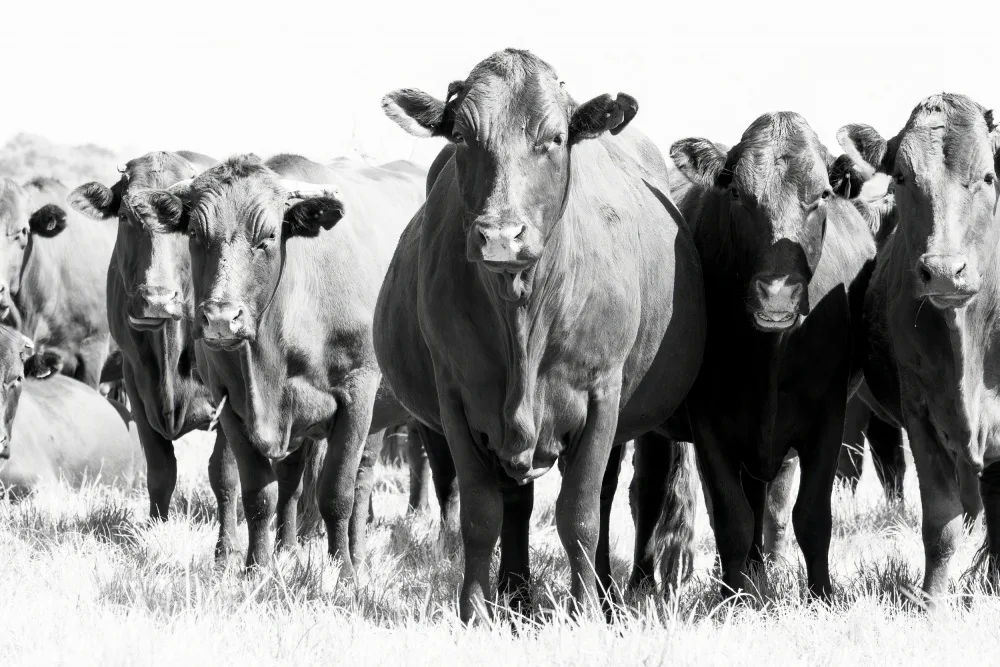 Lupton, Naomi: Herd In Black & White