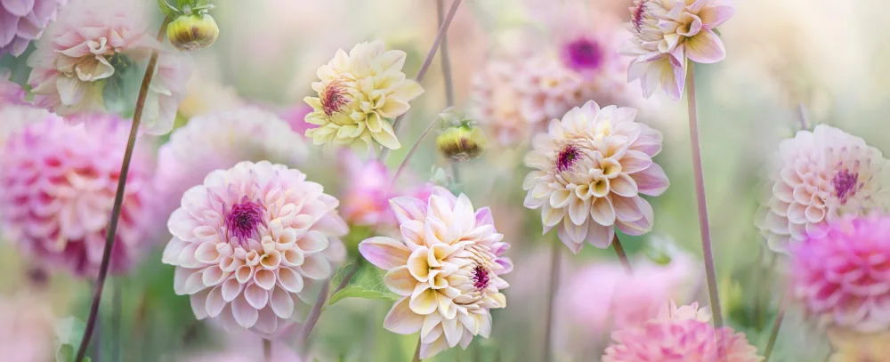 Parker, Jacky: Dahlia Field