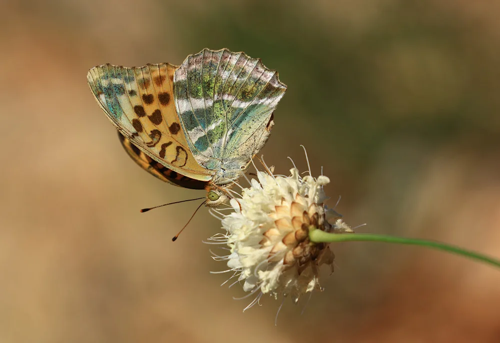 Ascic, Simun: Fritillare argentata