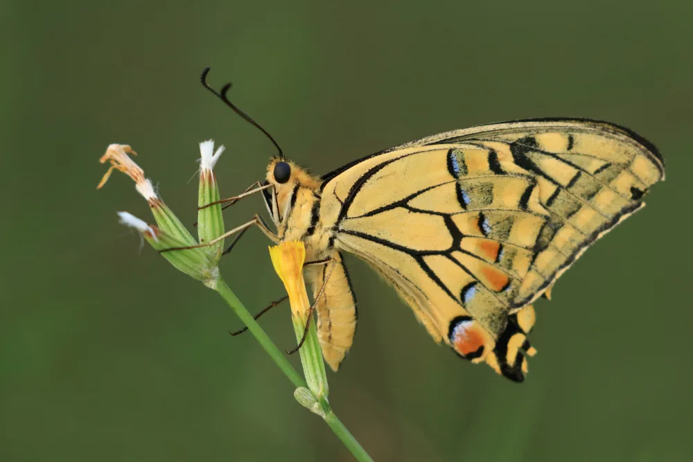 Ascic, Simun: Swallowtail