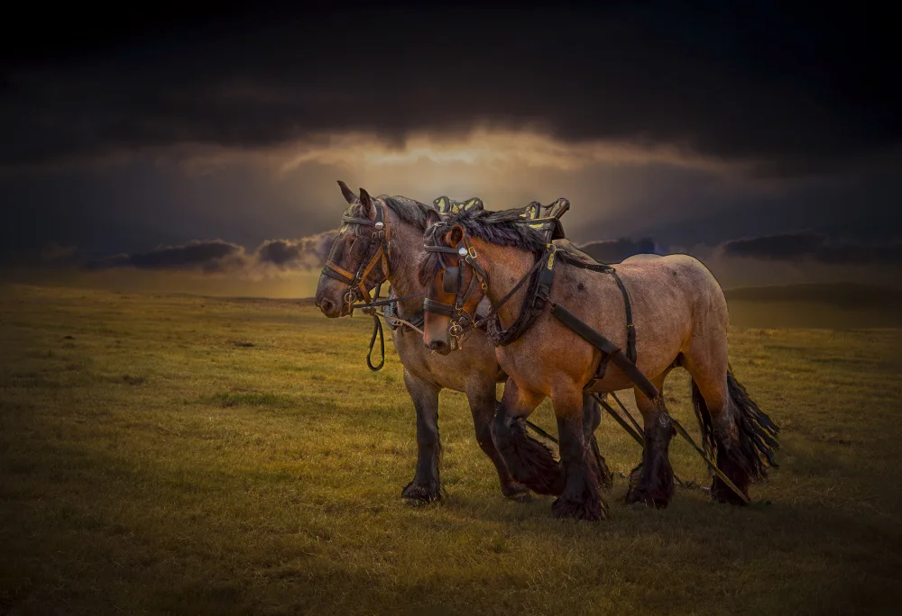 Philippe, Laruelle: horses