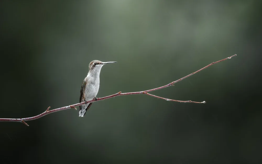 Saluja, Atul: Longing