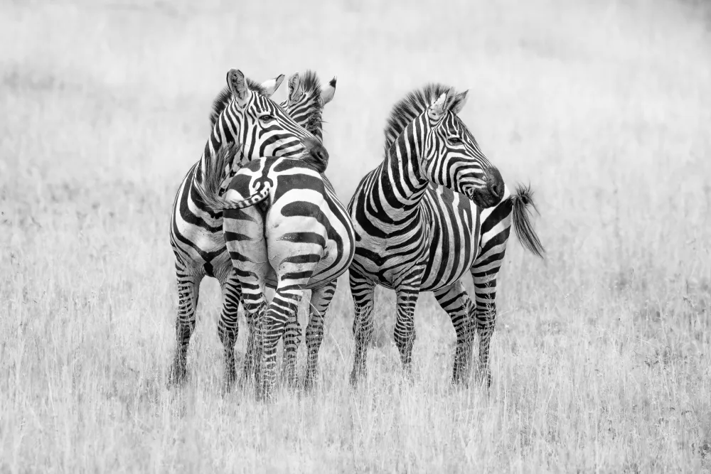 Sink, C. Jeffrey: Zebras in monochrome