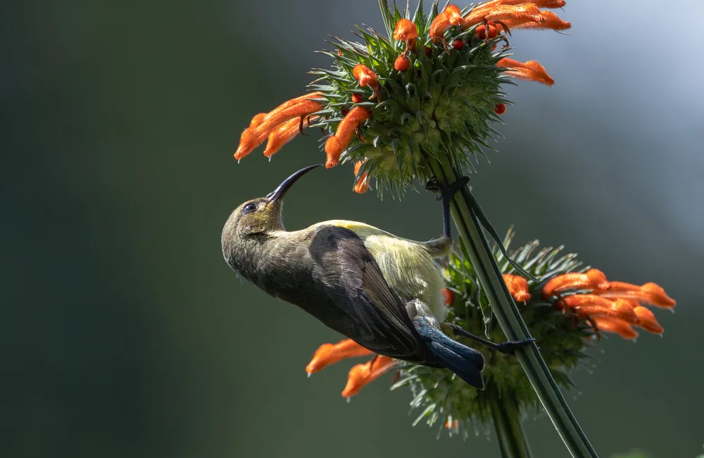 Huang, Johnson: Oliver sunbird