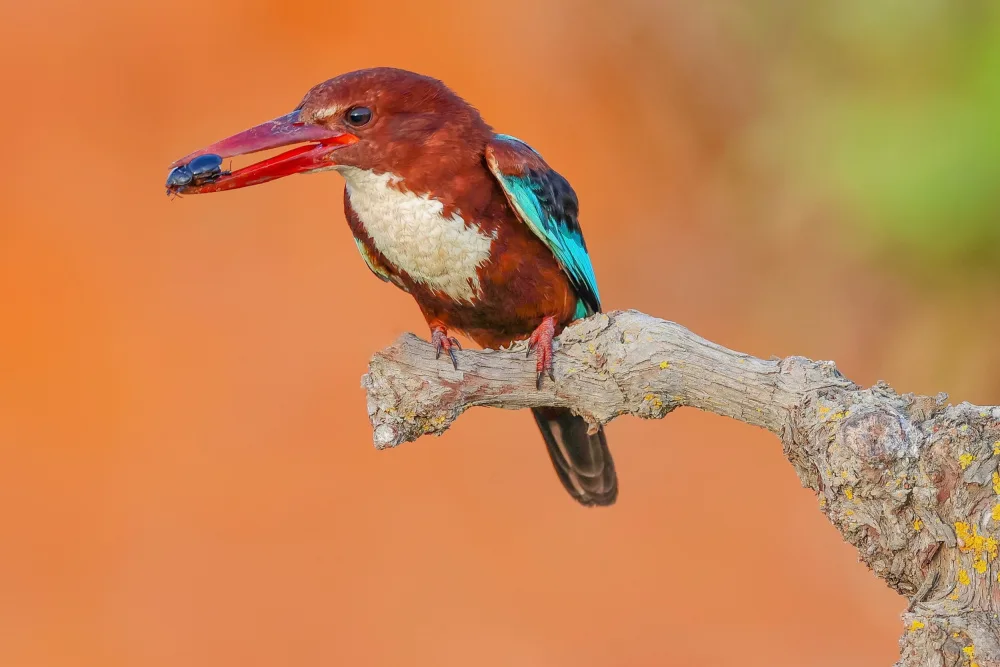 Manusevich, David: White Throated Kingfisher