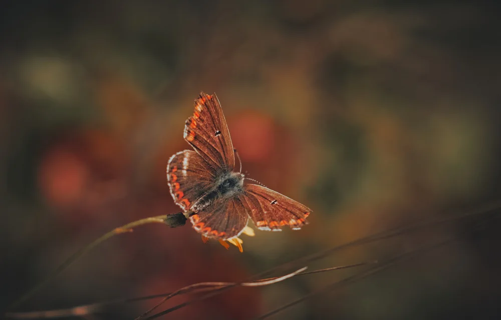 Williams, Stuart: Brown Argus