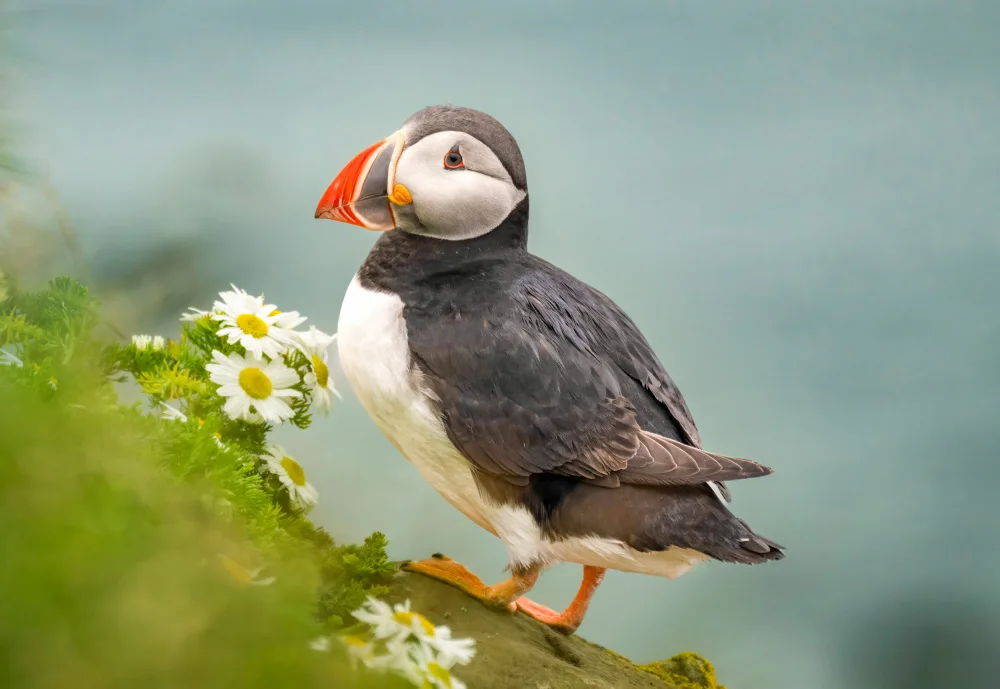Yu, Tony: Atlantic Puffin