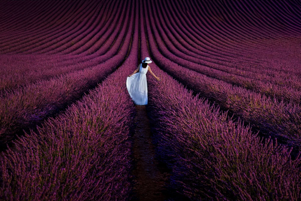 Zeng, Kenneth: Provence Ultra Purple