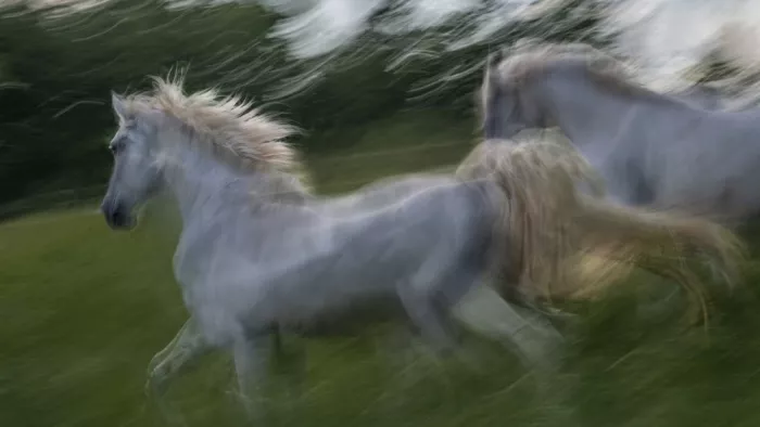 Malovrh, Milan: Galopp 3