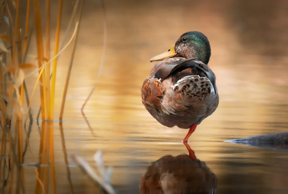 Wilson, Guy: Wild Duck
