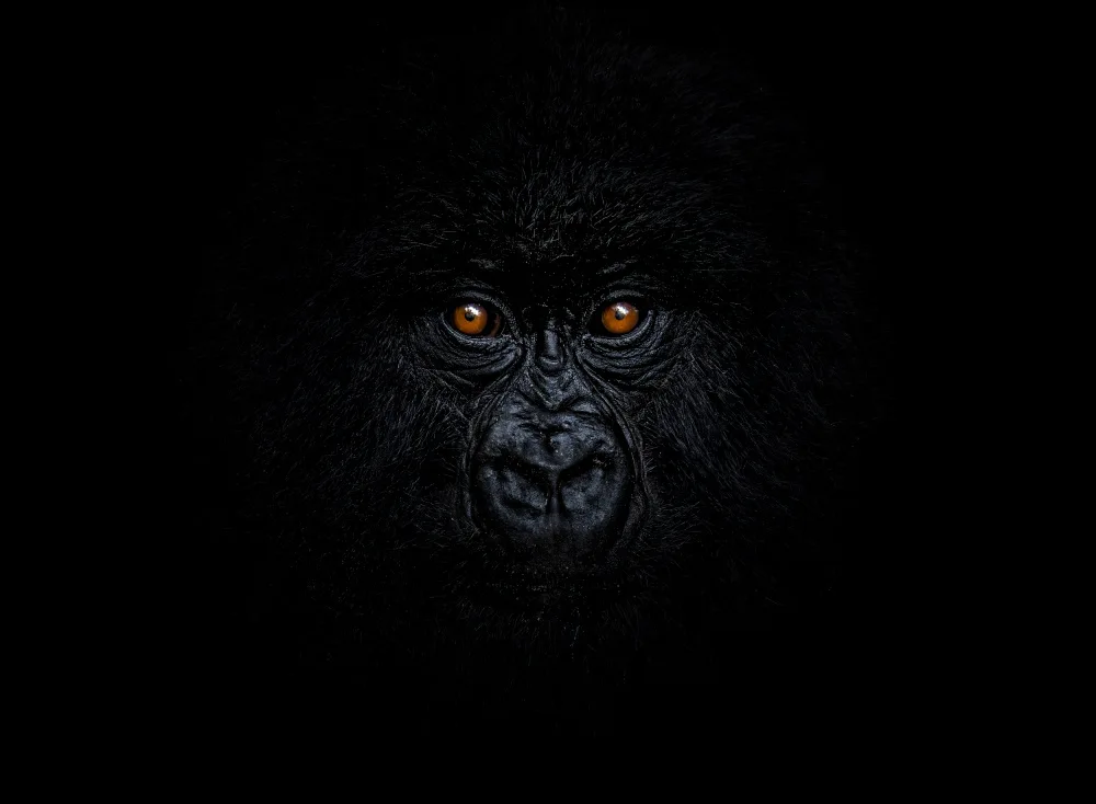 Bashlian, Raffi: Baby Mountain Gorilla