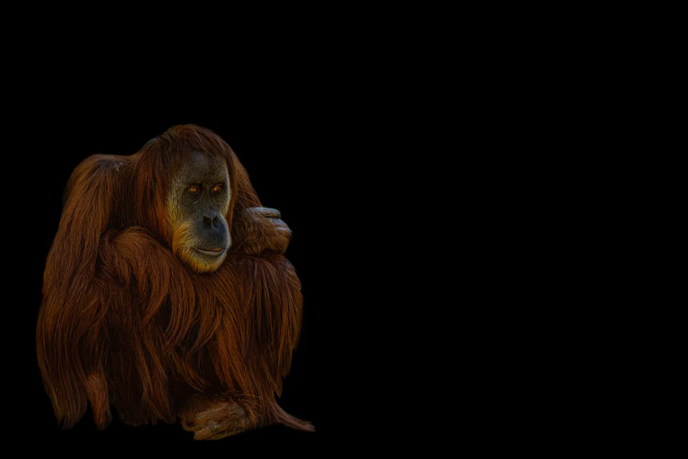 Tsikiridis, Georgios: Orang-Utan