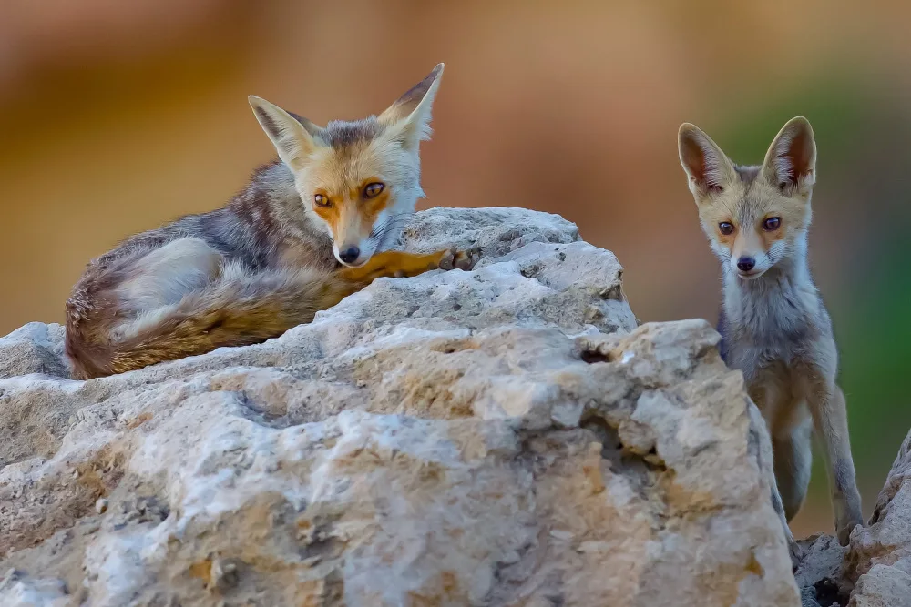 Manusevich, David: Fox family