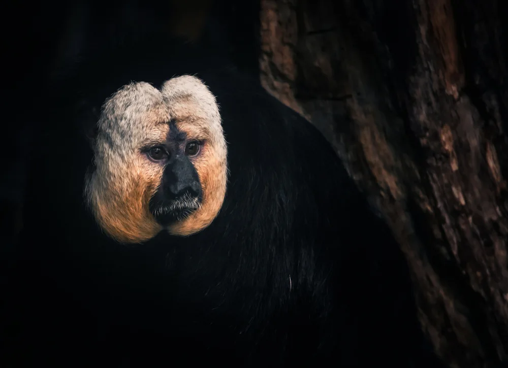 Heg, Zina: White-faced saki