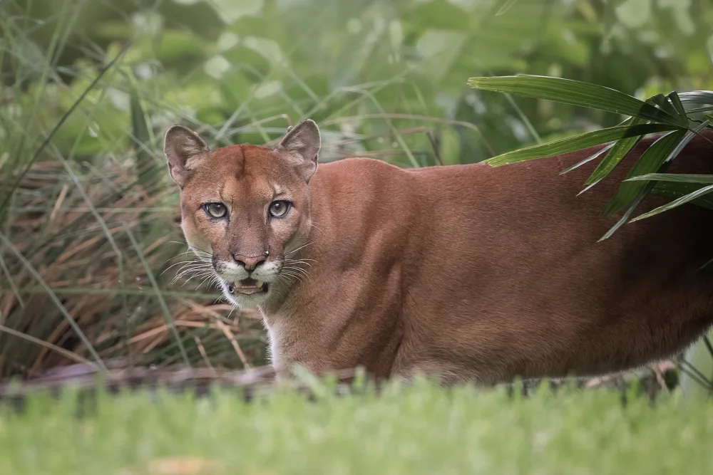 Wei, and Siyu: Puma