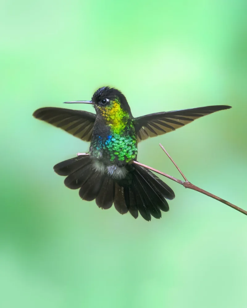 Wei, and Siyu: Colibri