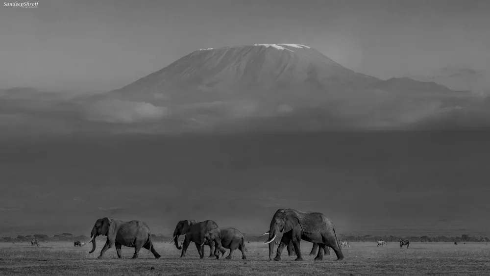 Shroff, Sandeep: Amboseli Elephants and Mt Kilimanjaro
