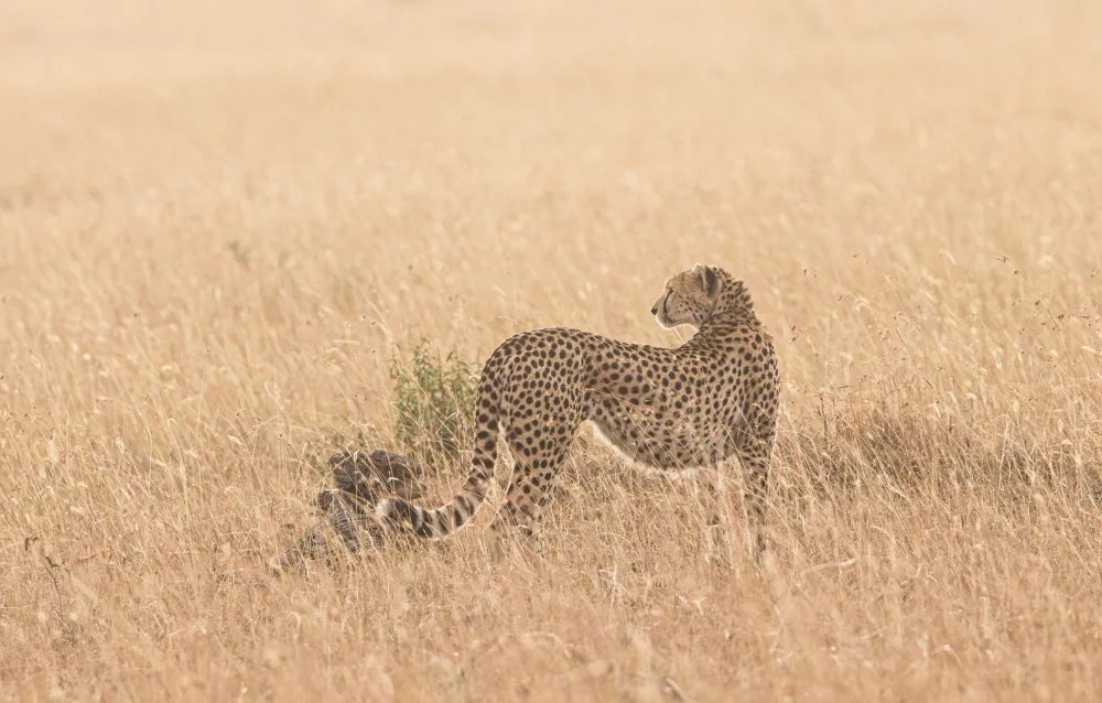 Huang, Johnson: Cheetah