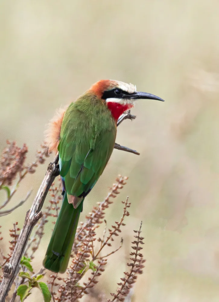 Huang, Johnson: White fronted bee eater