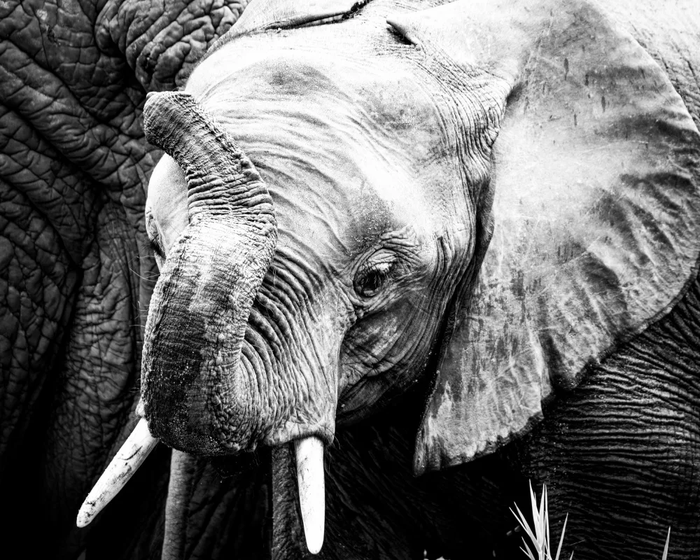 Lupton, Naomi: Elephant Calf