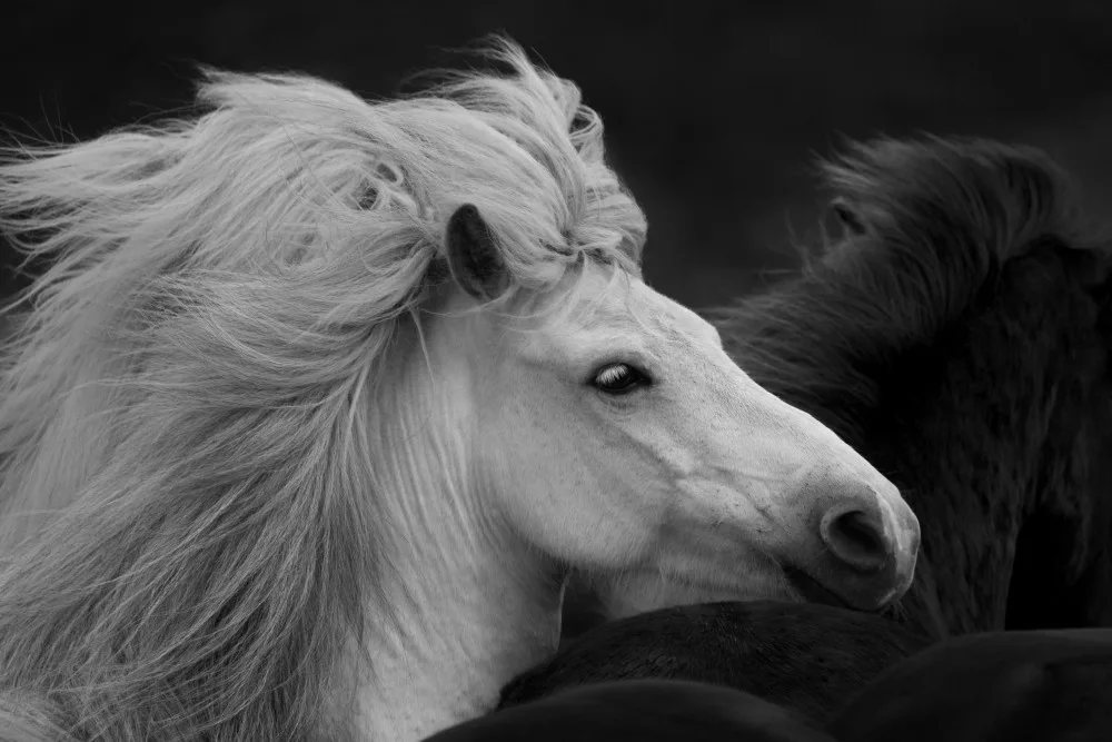 Fan, John: Bad Hair Day
