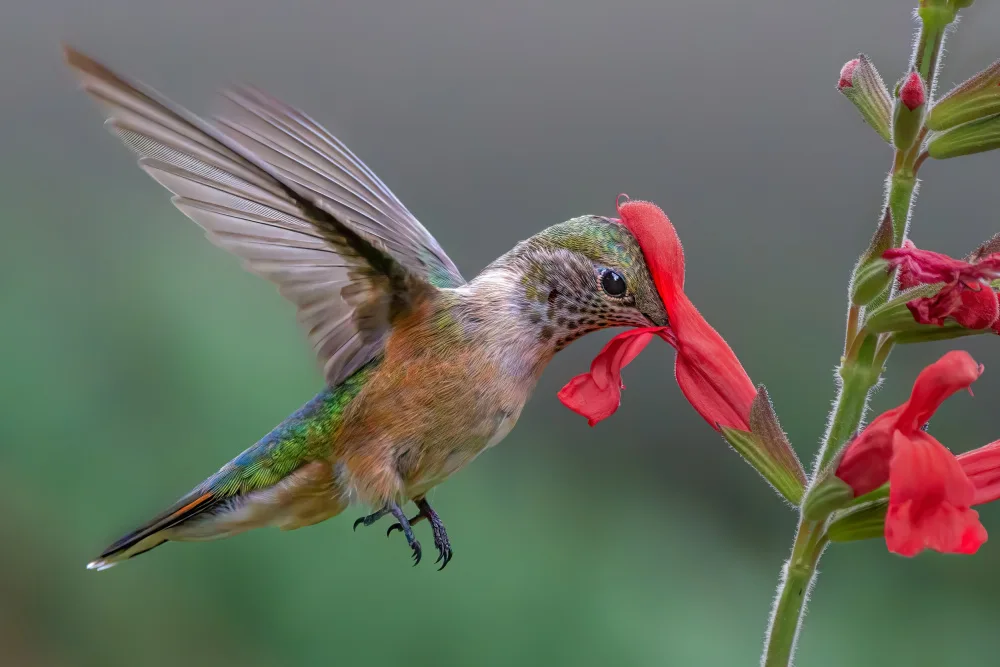 Xu, Jian: Broad tailed hummingbird