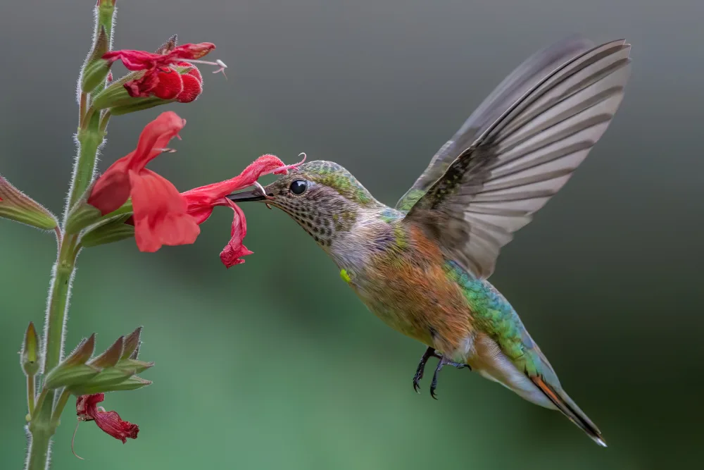 Xu, Jian: Broad tailed hummingbird