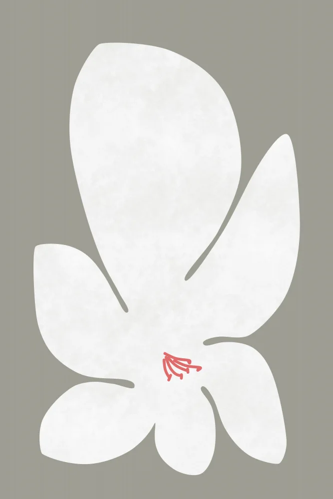 amini54: Flor de lirio blanco