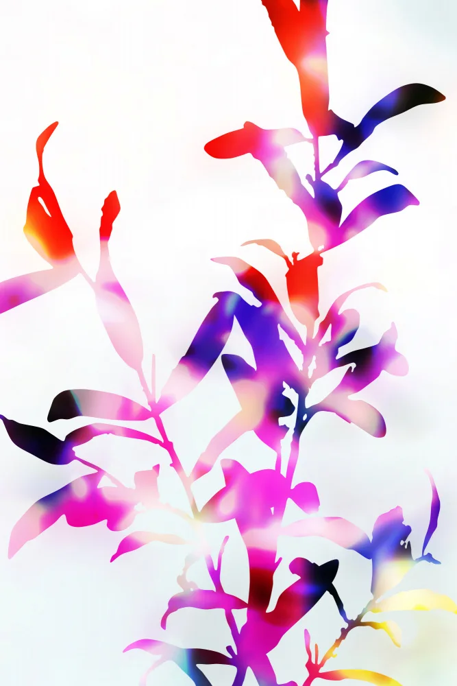 amini54: Florescencia de viola